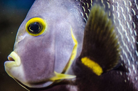 French Angelfish at Aquatopia  Antwerpen,Aquatopia,French Angelfish,Pomacanthus paru