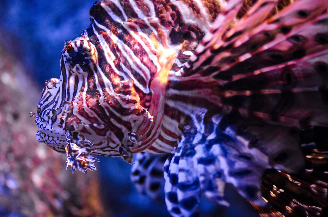 Red Lionfish portrait at Aquatopia Such a majestic fish, one I can stare at for hours. Antwerpen,Aquatopia,Pterois volitans,Red lionfish