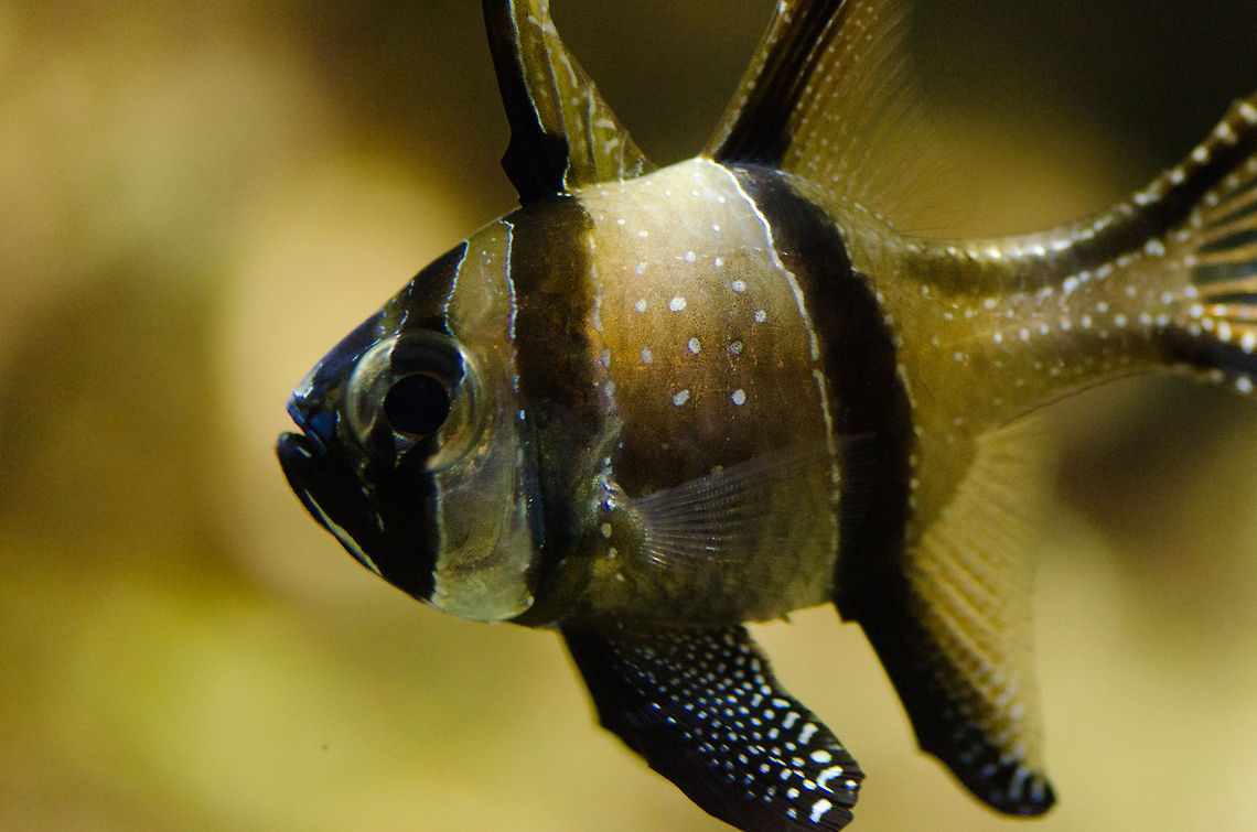 Banggai cardinalfish at Aquatopia Closeup of a Banggai cardinalfish at Aquatopia. Antwerpen,Aquatopia,Banggai cardinalfish,Pterapogon  kauderni