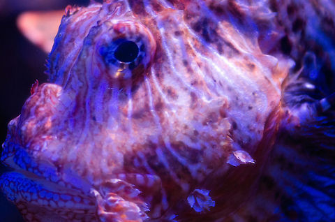 Red Lionfish closeup at Aquatopia  Antwerpen,Aquatopia,Pterois volitans,Red lionfish