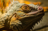 Green Iguana closeup These Iguanas are sometimes called "tree chicken" in South America, for their tasty meat and the fact that they lay their eggs in trees. Antwerpen,Aquatopia,Green Iguana,Iguana iguana