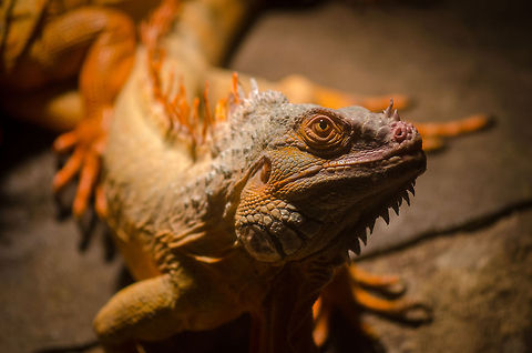 Green Iguana at Aquatopia An adult Green Iguana sunbathing below a heat lamp in Aquatopia, Antwerp.

Trivia: their tails are razor sharp and can be used for defense. When damaged, the tail regrows itself. Antwerpen,Aquatopia,Green Iguana,Iguana iguana