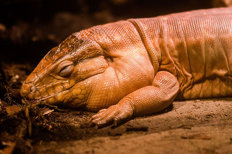 Argentine Red Tegu