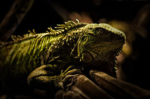 Return of the JungleDragon Let this photo be symbolic of JungleDragon V3, the upcoming release of JungleDragon. An exact date is not yet to be revealed, but I can tell you that we're probably a few weeks away from a first closed beta test. Antwerpen,Aquatopia,Green Iguana,Iguana iguana