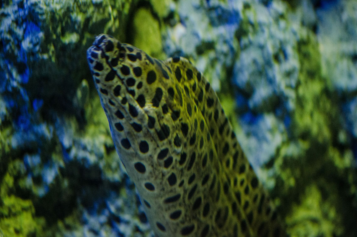 Laced moray at Aquatopia I know it is of a poor quality, but I&#039;m posting it for the specie intro anyway, and invite everyone to come with a better image. Antwerpen,Aquatopia,Gymnothorax favagineus,Laced moray