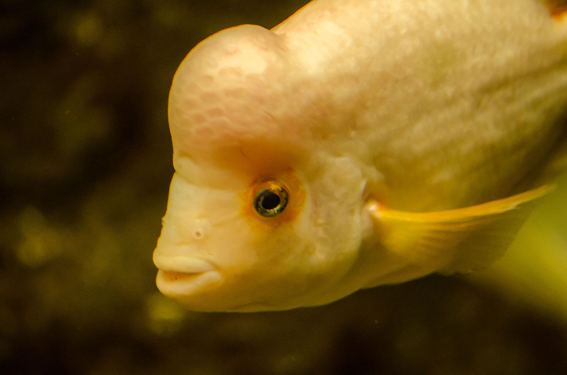 Midas cichlid at Aquatopia Not 100% sure about the identification, feel free to correct. Amphilophus citrinellus,Antwerpen,Aquatopia,Cichlids