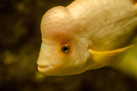 Midas cichlid