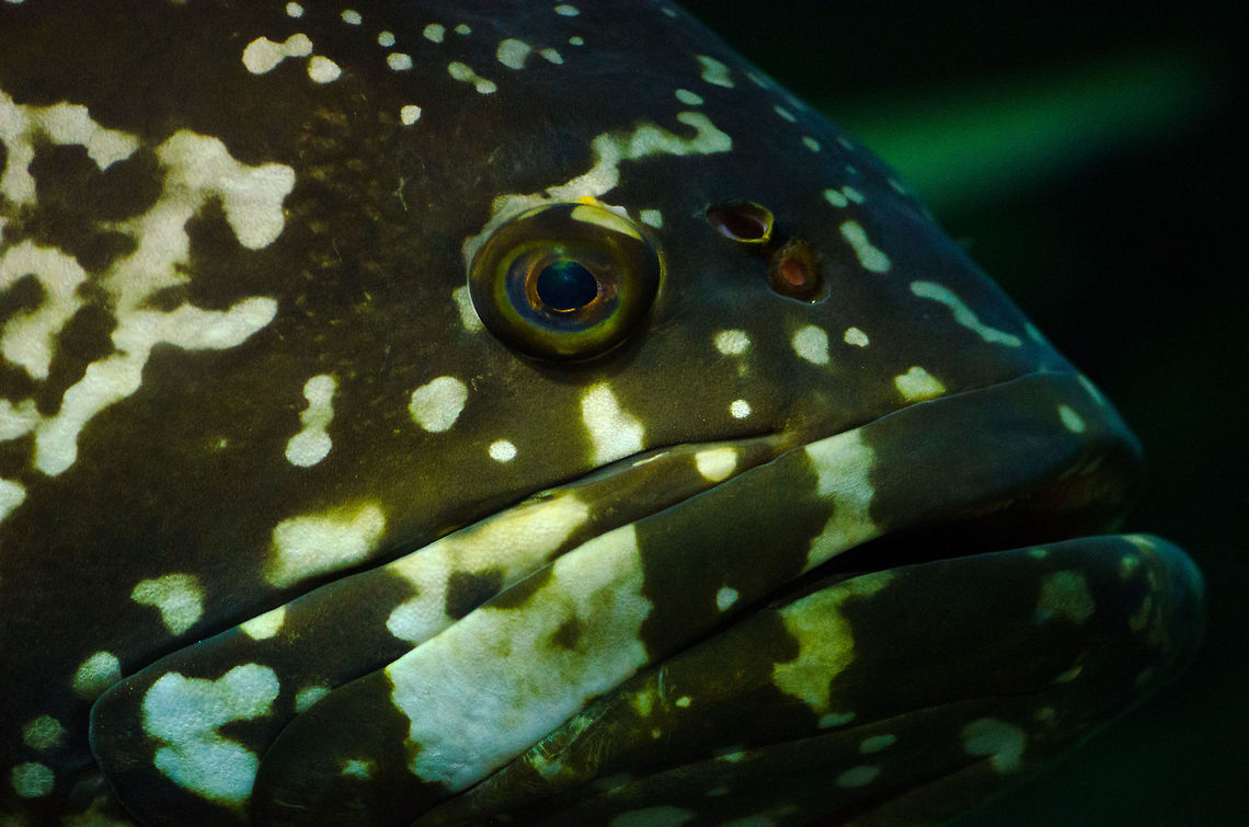 Giant Grouper at Aquatopia Check out this warship of a fish. This is one of the largest coral fish in the world. Antwerpen,Aquatopia,Epinephelus lanceolatus,Giant grouper
