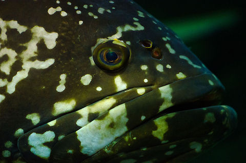 Giant grouper