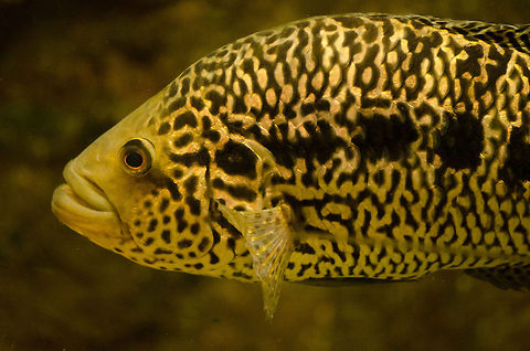 Jaguar cichlid