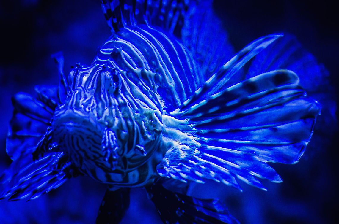 Feeling blue A Red Lionfish being lit by blue lighting at Aquatopia, Antwerp. A magical scene that I could spend watching for quite a while.  Antwerpen,Aquatopia,Pterois volitans,Red lionfish