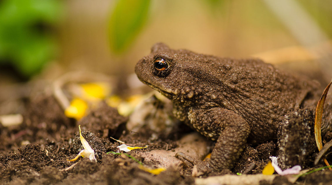 Common Toad in my garden I just found this toad in our garden whilst trimming the grass. It seems well camouflaged from the dirt. I'm very happy with this spotting, since for some reason I have never photographed a "wild" toad before in the Netherlands. Based on its striped eye and size I am assuming this is a Bufo Bufo (common toad). Bufo bufo,Common toad,Heesch