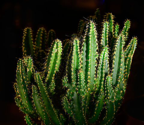 Cereus peruvianus florida, Heesch, Netherlands These are some indoor shots of the florida cultivation of Cereus peruvianus, basically a miniature version of the wild species.
https://www.jungledragon.com/image/106615/cereus_peruvianus_florida_-_2_heesch_netherlands.html
https://www.jungledragon.com/image/106616/cereus_peruvianus_florida_-_3_heesch_netherlands.html
https://www.jungledragon.com/image/106638/cereus_repandus_-_lateral_heesch_netherlands.html Cactus,Cereus repandus,Laowa,Peruvian Apple Cactus