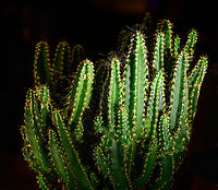 Cereus peruvianus florida, Heesch, Netherlands These are some indoor shots of the florida cultivation of Cereus peruvianus, basically a miniature version of the wild species.<br />
https://www.jungledragon.com/image/106615/cereus_peruvianus_florida_-_2_heesch_netherlands.html<br />
https://www.jungledragon.com/image/106616/cereus_peruvianus_florida_-_3_heesch_netherlands.html<br />
https://www.jungledragon.com/image/106638/cereus_repandus_-_lateral_heesch_netherlands.html Cactus,Cereus repandus,Laowa,Peruvian Apple Cactus