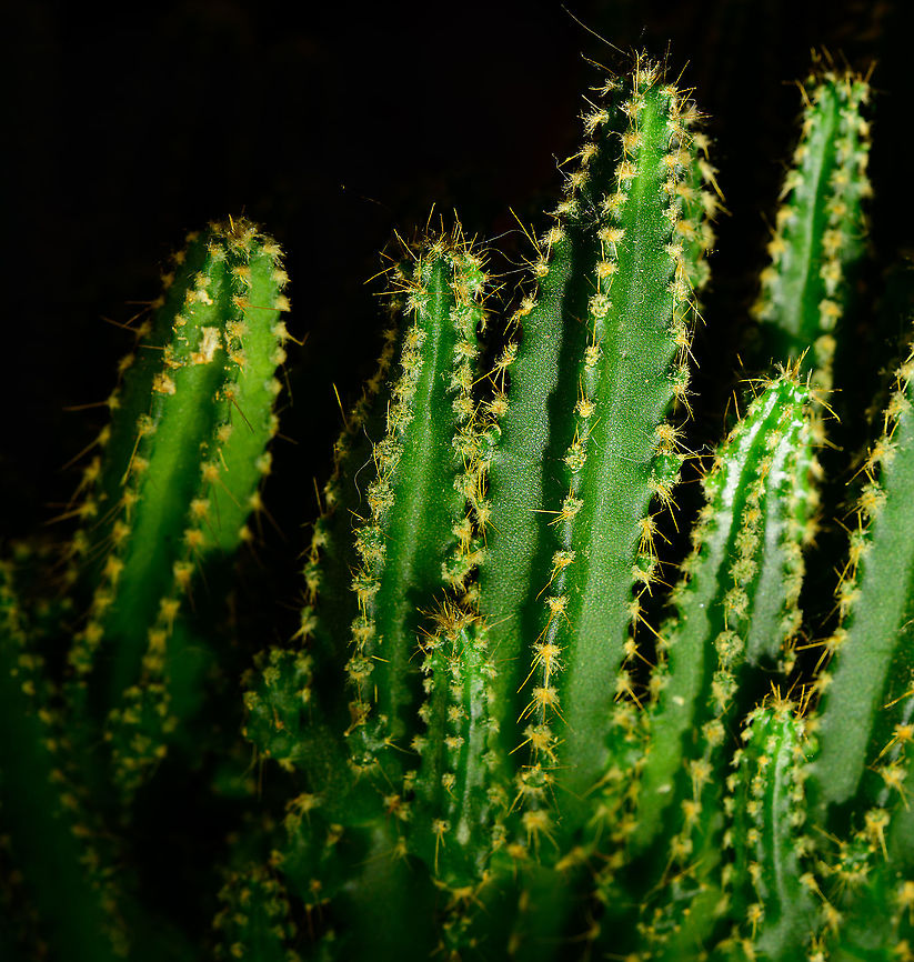 Cereus peruvianus florida - 2, Heesch, Netherlands These are some indoor shots of the florida cultivation of Cereus peruvianus, basically a miniature version of the wild species.<br />
<figure class="photo"><a href="https://www.jungledragon.com/image/106614/cereus_peruvianus_florida_heesch_netherlands.html" title="Cereus peruvianus florida, Heesch, Netherlands"><img src="https://s3.amazonaws.com/media.jungledragon.com/images/2/106614_thumb.jpg?AWSAccessKeyId=05GMT0V3GWVNE7GGM1R2&Expires=1759968010&Signature=t3GvGn6K7b1u0KMwNSNEX7hBaKs%3D" width="200" height="174" alt="Cereus peruvianus florida, Heesch, Netherlands These are some indoor shots of the florida cultivation of Cereus peruvianus, basically a miniature version of the wild species.<br />
https://www.jungledragon.com/image/106615/cereus_peruvianus_florida_-_2_heesch_netherlands.html<br />
https://www.jungledragon.com/image/106616/cereus_peruvianus_florida_-_3_heesch_netherlands.html<br />
https://www.jungledragon.com/image/106638/cereus_repandus_-_lateral_heesch_netherlands.html Cactus,Cereus repandus,Laowa,Peruvian Apple Cactus" /></a></figure><br />
<figure class="photo"><a href="https://www.jungledragon.com/image/106616/cereus_peruvianus_florida_-_3_heesch_netherlands.html" title="Cereus peruvianus florida - 3, Heesch, Netherlands"><img src="https://s3.amazonaws.com/media.jungledragon.com/images/2/106616_thumb.jpg?AWSAccessKeyId=05GMT0V3GWVNE7GGM1R2&Expires=1759968010&Signature=TEPNjd%2FF9cnB%2FxqRbKohUI6CYBc%3D" width="200" height="134" alt="Cereus peruvianus florida - 3, Heesch, Netherlands These are some indoor shots of the florida cultivation of Cereus peruvianus, basically a miniature version of the wild species.<br />
https://www.jungledragon.com/image/106614/cereus_peruvianus_florida_heesch_netherlands.html<br />
https://www.jungledragon.com/image/106615/cereus_peruvianus_florida_-_2_heesch_netherlands.html<br />
https://www.jungledragon.com/image/106638/cereus_repandus_-_lateral_heesch_netherlands.html Cactus,Cereus repandus,Laowa,Peruvian Apple Cactus" /></a></figure><br />
<figure class="photo"><a href="https://www.jungledragon.com/image/106638/cereus_repandus_-_lateral_heesch_netherlands.html" title="Cereus repandus - lateral, Heesch, Netherlands"><img src="https://s3.amazonaws.com/media.jungledragon.com/images/2/106638_thumb.jpg?AWSAccessKeyId=05GMT0V3GWVNE7GGM1R2&Expires=1759968010&Signature=OF7M6INbzbPB%2FlPjLsrySD2wBYU%3D" width="200" height="198" alt="Cereus repandus - lateral, Heesch, Netherlands Lateral indoor macro shot of a cultivated Cereus repandus.<br />
https://www.jungledragon.com/image/106615/cereus_peruvianus_florida_-_2_heesch_netherlands.html<br />
https://www.jungledragon.com/image/106616/cereus_peruvianus_florida_-_3_heesch_netherlands.html Cereus repandus,Peruvian Apple Cactus" /></a></figure> Cactus,Cereus repandus,Laowa,Peruvian Apple Cactus