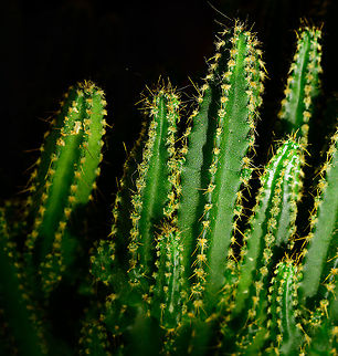 Cereus peruvianus florida - 2, Heesch, Netherlands These are some indoor shots of the florida cultivation of Cereus peruvianus, basically a miniature version of the wild species.
https://www.jungledragon.com/image/106614/cereus_peruvianus_florida_heesch_netherlands.html
https://www.jungledragon.com/image/106616/cereus_peruvianus_florida_-_3_heesch_netherlands.html
https://www.jungledragon.com/image/106638/cereus_repandus_-_lateral_heesch_netherlands.html Cactus,Cereus repandus,Laowa,Peruvian Apple Cactus
