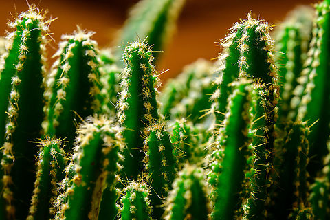 Cereus peruvianus florida - 3, Heesch, Netherlands These are some indoor shots of the florida cultivation of Cereus peruvianus, basically a miniature version of the wild species.
https://www.jungledragon.com/image/106614/cereus_peruvianus_florida_heesch_netherlands.html
https://www.jungledragon.com/image/106615/cereus_peruvianus_florida_-_2_heesch_netherlands.html
https://www.jungledragon.com/image/106638/cereus_repandus_-_lateral_heesch_netherlands.html Cactus,Cereus repandus,Laowa,Peruvian Apple Cactus