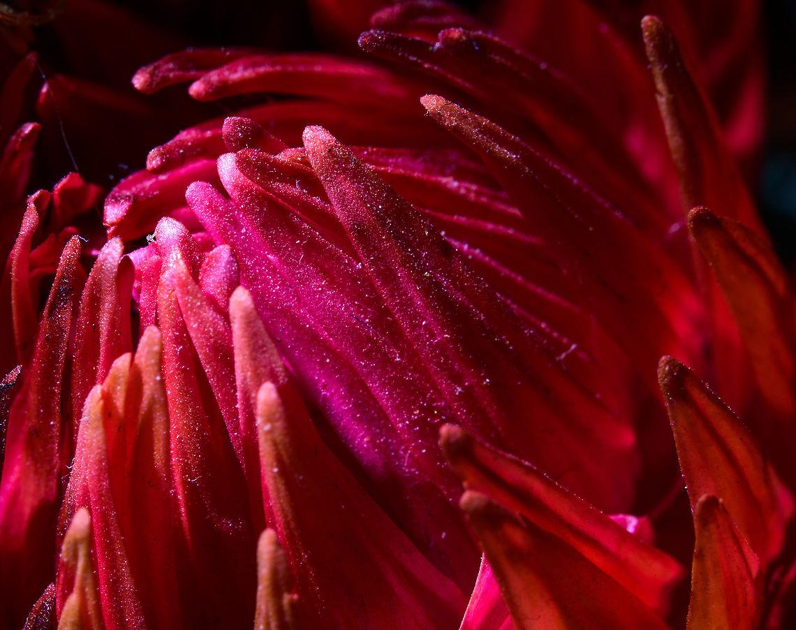 Mammillaria spinosissima flower closeup, Heesch, Netherlands Closeup of a flower of Mammillaria spinosissima. Note that this is a miniature cultivation of the species. <br />
Indoor macro shots of a miniature cultivation of Mammillaria spinosissima.<br />
<figure class="photo"><a href="https://www.jungledragon.com/image/106636/mammillaria_spinosissima_-_2_heesch_netherlands.html" title="Mammillaria spinosissima - 2, Heesch, Netherlands"><img src="https://s3.amazonaws.com/media.jungledragon.com/images/2/106636_thumb.jpg?AWSAccessKeyId=05GMT0V3GWVNE7GGM1R2&Expires=1769040010&Signature=dMEX9K9%2FsfV7VClsukJGNJ1Q3w4%3D" width="112" height="152" alt="Mammillaria spinosissima - 2, Heesch, Netherlands Indoor macro shots of a miniature cultivation of Mammillaria spinosissima.<br />
https://www.jungledragon.com/image/106619/mammillaria_spinosissima_heesch_netherlands.html<br />
https://www.jungledragon.com/image/106618/mammillaria_spinosissima_flower_heesch_netherlands.html<br />
https://www.jungledragon.com/image/106617/mammillaria_spinosissima_flower_closeup_heesch_netherlands.html Cactus,Laowa,Mammillaria spinosissima,Spiny pincushion cactus" /></a></figure><br />
<figure class="photo"><a href="https://www.jungledragon.com/image/106619/mammillaria_spinosissima_heesch_netherlands.html" title="Mammillaria spinosissima, Heesch, Netherlands"><img src="https://s3.amazonaws.com/media.jungledragon.com/images/2/106619_thumb.jpg?AWSAccessKeyId=05GMT0V3GWVNE7GGM1R2&Expires=1769040010&Signature=9%2FD%2BTElPbeJalFIEFJaGzCRDU8g%3D" width="200" height="154" alt="Mammillaria spinosissima, Heesch, Netherlands Indoor macro shots of a miniature cultivation of Mammillaria spinosissima.<br />
https://www.jungledragon.com/image/106636/mammillaria_spinosissima_-_2_heesch_netherlands.html<br />
https://www.jungledragon.com/image/106618/mammillaria_spinosissima_flower_heesch_netherlands.html<br />
https://www.jungledragon.com/image/106617/mammillaria_spinosissima_flower_closeup_heesch_netherlands.html Cactus,Laowa,Mammillaria spinosissima" /></a></figure><br />
<figure class="photo"><a href="https://www.jungledragon.com/image/106618/mammillaria_spinosissima_flower_heesch_netherlands.html" title="Mammillaria spinosissima flower, Heesch, Netherlands"><img src="https://s3.amazonaws.com/media.jungledragon.com/images/2/106618_thumb.jpg?AWSAccessKeyId=05GMT0V3GWVNE7GGM1R2&Expires=1769040010&Signature=VlFLyMbDC3VoE7pf02RL8W4CFYs%3D" width="144" height="152" alt="Mammillaria spinosissima flower, Heesch, Netherlands Closeup of a flower of Mammillaria spinosissima. Note that this is a miniature cultivation of the species.<br />
https://www.jungledragon.com/image/106636/mammillaria_spinosissima_-_2_heesch_netherlands.html<br />
https://www.jungledragon.com/image/106619/mammillaria_spinosissima_heesch_netherlands.html<br />
https://www.jungledragon.com/image/106617/mammillaria_spinosissima_flower_closeup_heesch_netherlands.html Cactus,Extreme Macro,Laowa,Mammillaria spinosissima,Spiny pincushion cactus" /></a></figure> Cactus,Laowa,Mammillaria spinosissima,Spiny pincushion cactus