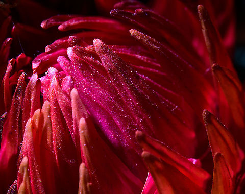Mammillaria spinosissima flower closeup, Heesch, Netherlands Closeup of a flower of Mammillaria spinosissima. Note that this is a miniature cultivation of the species. 
Indoor macro shots of a miniature cultivation of Mammillaria spinosissima.
https://www.jungledragon.com/image/106636/mammillaria_spinosissima_-_2_heesch_netherlands.html
https://www.jungledragon.com/image/106619/mammillaria_spinosissima_heesch_netherlands.html
https://www.jungledragon.com/image/106618/mammillaria_spinosissima_flower_heesch_netherlands.html Cactus,Laowa,Mammillaria spinosissima,Spiny pincushion cactus