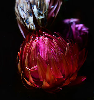 Mammillaria spinosissima flower, Heesch, Netherlands Closeup of a flower of Mammillaria spinosissima. Note that this is a miniature cultivation of the species.
https://www.jungledragon.com/image/106636/mammillaria_spinosissima_-_2_heesch_netherlands.html
https://www.jungledragon.com/image/106619/mammillaria_spinosissima_heesch_netherlands.html
https://www.jungledragon.com/image/106617/mammillaria_spinosissima_flower_closeup_heesch_netherlands.html Cactus,Extreme Macro,Laowa,Mammillaria spinosissima,Spiny pincushion cactus