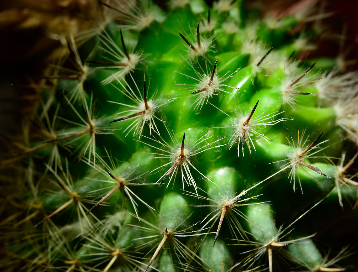 Mammillaria spinosissima, Heesch, Netherlands Indoor macro shots of a miniature cultivation of Mammillaria spinosissima.<br />
<figure class="photo"><a href="https://www.jungledragon.com/image/106636/mammillaria_spinosissima_-_2_heesch_netherlands.html" title="Mammillaria spinosissima - 2, Heesch, Netherlands"><img src="https://s3.amazonaws.com/media.jungledragon.com/images/2/106636_thumb.jpg?AWSAccessKeyId=05GMT0V3GWVNE7GGM1R2&Expires=1759968010&Signature=I6pG%2FEJ3wd%2Bw2%2ByGu%2FXrM%2Bn%2Fg2A%3D" width="112" height="152" alt="Mammillaria spinosissima - 2, Heesch, Netherlands Indoor macro shots of a miniature cultivation of Mammillaria spinosissima.<br />
https://www.jungledragon.com/image/106619/mammillaria_spinosissima_heesch_netherlands.html<br />
https://www.jungledragon.com/image/106618/mammillaria_spinosissima_flower_heesch_netherlands.html<br />
https://www.jungledragon.com/image/106617/mammillaria_spinosissima_flower_closeup_heesch_netherlands.html Cactus,Laowa,Mammillaria spinosissima,Spiny pincushion cactus" /></a></figure><br />
<figure class="photo"><a href="https://www.jungledragon.com/image/106618/mammillaria_spinosissima_flower_heesch_netherlands.html" title="Mammillaria spinosissima flower, Heesch, Netherlands"><img src="https://s3.amazonaws.com/media.jungledragon.com/images/2/106618_thumb.jpg?AWSAccessKeyId=05GMT0V3GWVNE7GGM1R2&Expires=1759968010&Signature=u7uJqB9ZTriAGbR%2Bq%2BvCaUDBEas%3D" width="144" height="152" alt="Mammillaria spinosissima flower, Heesch, Netherlands Closeup of a flower of Mammillaria spinosissima. Note that this is a miniature cultivation of the species.<br />
https://www.jungledragon.com/image/106636/mammillaria_spinosissima_-_2_heesch_netherlands.html<br />
https://www.jungledragon.com/image/106619/mammillaria_spinosissima_heesch_netherlands.html<br />
https://www.jungledragon.com/image/106617/mammillaria_spinosissima_flower_closeup_heesch_netherlands.html Cactus,Extreme Macro,Laowa,Mammillaria spinosissima,Spiny pincushion cactus" /></a></figure><br />
<figure class="photo"><a href="https://www.jungledragon.com/image/106617/mammillaria_spinosissima_flower_closeup_heesch_netherlands.html" title="Mammillaria spinosissima flower closeup, Heesch, Netherlands"><img src="https://s3.amazonaws.com/media.jungledragon.com/images/2/106617_thumb.jpg?AWSAccessKeyId=05GMT0V3GWVNE7GGM1R2&Expires=1759968010&Signature=Aokclo4sAGpcR%2FkyRfye%2FAiVfdw%3D" width="200" height="160" alt="Mammillaria spinosissima flower closeup, Heesch, Netherlands Closeup of a flower of Mammillaria spinosissima. Note that this is a miniature cultivation of the species. <br />
Indoor macro shots of a miniature cultivation of Mammillaria spinosissima.<br />
https://www.jungledragon.com/image/106636/mammillaria_spinosissima_-_2_heesch_netherlands.html<br />
https://www.jungledragon.com/image/106619/mammillaria_spinosissima_heesch_netherlands.html<br />
https://www.jungledragon.com/image/106618/mammillaria_spinosissima_flower_heesch_netherlands.html Cactus,Laowa,Mammillaria spinosissima,Spiny pincushion cactus" /></a></figure> Cactus,Laowa,Mammillaria spinosissima