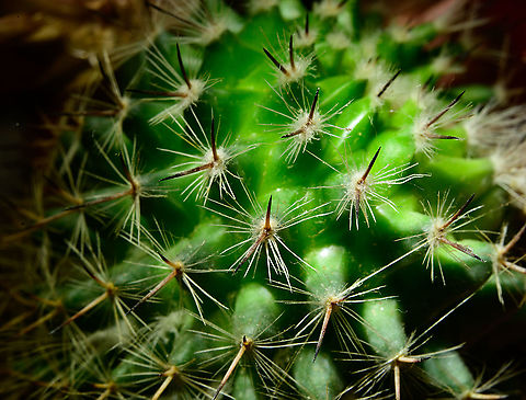 Mammillaria spinosissima, Heesch, Netherlands Indoor macro shots of a miniature cultivation of Mammillaria spinosissima.
https://www.jungledragon.com/image/106636/mammillaria_spinosissima_-_2_heesch_netherlands.html
https://www.jungledragon.com/image/106618/mammillaria_spinosissima_flower_heesch_netherlands.html
https://www.jungledragon.com/image/106617/mammillaria_spinosissima_flower_closeup_heesch_netherlands.html Cactus,Laowa,Mammillaria spinosissima