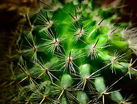 Mammillaria spinosissima, Heesch, Netherlands Indoor macro shots of a miniature cultivation of Mammillaria spinosissima.<br />
https://www.jungledragon.com/image/106636/mammillaria_spinosissima_-_2_heesch_netherlands.html<br />
https://www.jungledragon.com/image/106618/mammillaria_spinosissima_flower_heesch_netherlands.html<br />
https://www.jungledragon.com/image/106617/mammillaria_spinosissima_flower_closeup_heesch_netherlands.html Cactus,Laowa,Mammillaria spinosissima
