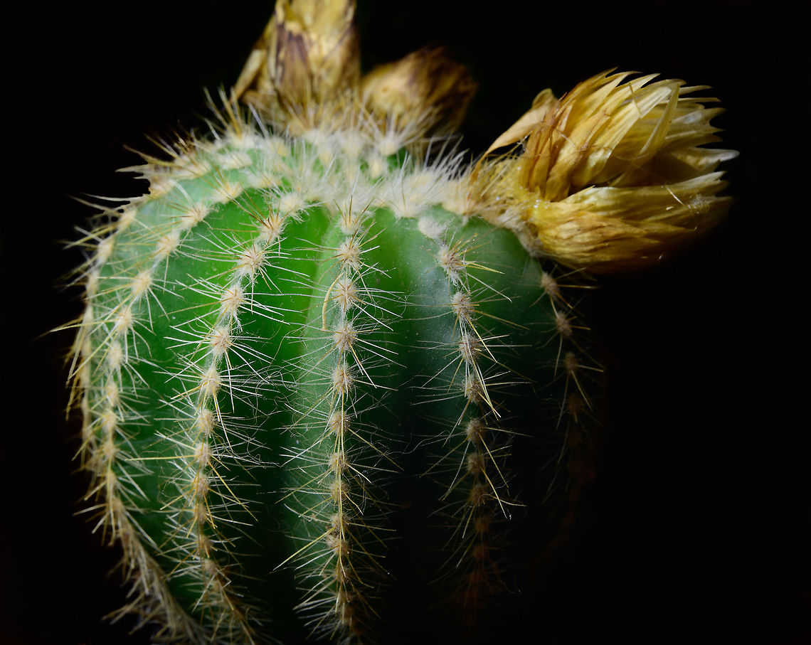 Echinocactus grusonii, Heesch, Netherlands Miniature cultivated version of Echinocactus grusonii. In dutch it has the hilarious nickname &quot;Mother-in-law&#039;s chair&quot;.<br />
<figure class="photo"><a href="https://www.jungledragon.com/image/106630/echinocactus_grusonii_-_closeup_heesch_netherlands.html" title="Echinocactus grusonii - closeup, Heesch, Netherlands"><img src="https://s3.amazonaws.com/media.jungledragon.com/images/2/106630_thumb.jpg?AWSAccessKeyId=05GMT0V3GWVNE7GGM1R2&Expires=1759968010&Signature=qJ8SBT2vvPk0ctaW6z51JBqgoE4%3D" width="200" height="134" alt="Echinocactus grusonii - closeup, Heesch, Netherlands Miniature cultivated version of Echinocactus grusonii. In dutch it has the hilarious nickname &quot;Mother-in-law&#039;s chair&quot;.<br />
https://www.jungledragon.com/image/106629/echinocactus_grusonii_heesch_netherlands.html Cactus,Echinocactus grusonii,Golden Barrell Cactus,Laowa" /></a></figure> Cactus,Echinocactus grusonii,Golden Barrell Cactus,Laowa