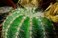 Echinocactus grusonii - closeup, Heesch, Netherlands Miniature cultivated version of Echinocactus grusonii. In dutch it has the hilarious nickname "Mother-in-law's chair".<br />
https://www.jungledragon.com/image/106629/echinocactus_grusonii_heesch_netherlands.html Cactus,Echinocactus grusonii,Golden Barrell Cactus,Laowa