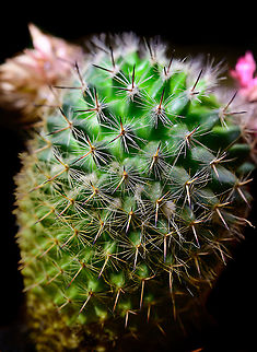 Mammillaria spinosissima - 2, Heesch, Netherlands Indoor macro shots of a miniature cultivation of Mammillaria spinosissima.
https://www.jungledragon.com/image/106619/mammillaria_spinosissima_heesch_netherlands.html
https://www.jungledragon.com/image/106618/mammillaria_spinosissima_flower_heesch_netherlands.html
https://www.jungledragon.com/image/106617/mammillaria_spinosissima_flower_closeup_heesch_netherlands.html Cactus,Laowa,Mammillaria spinosissima,Spiny pincushion cactus