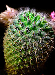 Mammillaria spinosissima - 2, Heesch, Netherlands Indoor macro shots of a miniature cultivation of Mammillaria spinosissima.<br />
https://www.jungledragon.com/image/106619/mammillaria_spinosissima_heesch_netherlands.html<br />
https://www.jungledragon.com/image/106618/mammillaria_spinosissima_flower_heesch_netherlands.html<br />
https://www.jungledragon.com/image/106617/mammillaria_spinosissima_flower_closeup_heesch_netherlands.html Cactus,Laowa,Mammillaria spinosissima,Spiny pincushion cactus