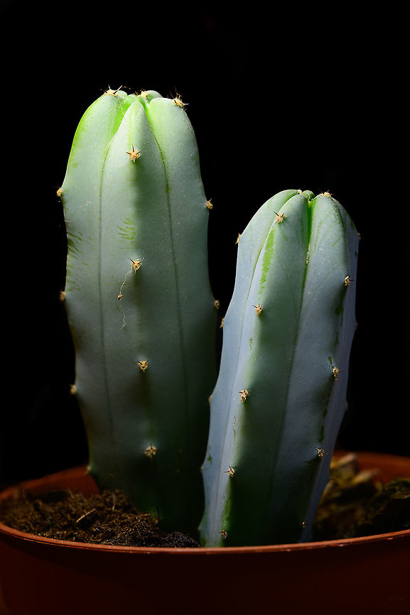 Cereus sp., Heesch, Netherlands Indoor macro of a cultivated pair of Cereus cacti, exact species unknown. Cactus,Laowa