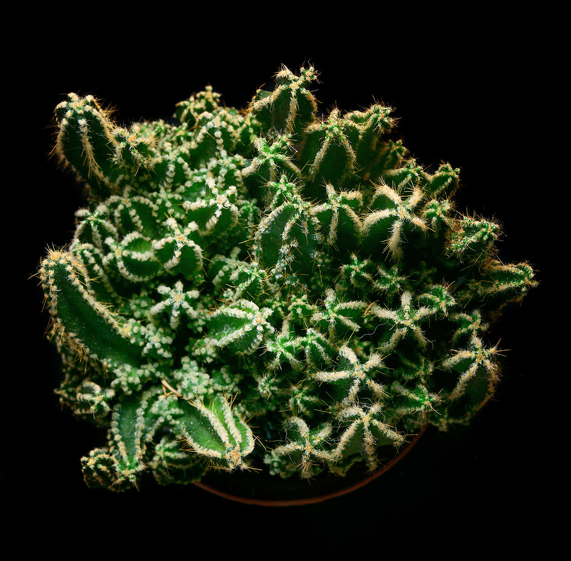 Cereus repandus - lateral, Heesch, Netherlands Lateral indoor macro shot of a cultivated Cereus repandus.<br />
<figure class="photo"><a href="https://www.jungledragon.com/image/106615/cereus_peruvianus_florida_-_2_heesch_netherlands.html" title="Cereus peruvianus florida - 2, Heesch, Netherlands"><img src="https://s3.amazonaws.com/media.jungledragon.com/images/2/106615_thumb.jpg?AWSAccessKeyId=05GMT0V3GWVNE7GGM1R2&Expires=1770854410&Signature=UPsn4bvQwQKakwxgT1nrRmKWs28%3D" width="146" height="152" alt="Cereus peruvianus florida - 2, Heesch, Netherlands These are some indoor shots of the florida cultivation of Cereus peruvianus, basically a miniature version of the wild species.<br />
https://www.jungledragon.com/image/106614/cereus_peruvianus_florida_heesch_netherlands.html<br />
https://www.jungledragon.com/image/106616/cereus_peruvianus_florida_-_3_heesch_netherlands.html<br />
https://www.jungledragon.com/image/106638/cereus_repandus_-_lateral_heesch_netherlands.html Cactus,Cereus repandus,Laowa,Peruvian Apple Cactus" /></a></figure><br />
<figure class="photo"><a href="https://www.jungledragon.com/image/106616/cereus_peruvianus_florida_-_3_heesch_netherlands.html" title="Cereus peruvianus florida - 3, Heesch, Netherlands"><img src="https://s3.amazonaws.com/media.jungledragon.com/images/2/106616_thumb.jpg?AWSAccessKeyId=05GMT0V3GWVNE7GGM1R2&Expires=1770854410&Signature=eU%2BhS4uWVsKisiytGmoIwYMzj9E%3D" width="200" height="134" alt="Cereus peruvianus florida - 3, Heesch, Netherlands These are some indoor shots of the florida cultivation of Cereus peruvianus, basically a miniature version of the wild species.<br />
https://www.jungledragon.com/image/106614/cereus_peruvianus_florida_heesch_netherlands.html<br />
https://www.jungledragon.com/image/106615/cereus_peruvianus_florida_-_2_heesch_netherlands.html<br />
https://www.jungledragon.com/image/106638/cereus_repandus_-_lateral_heesch_netherlands.html Cactus,Cereus repandus,Laowa,Peruvian Apple Cactus" /></a></figure> Cereus repandus,Peruvian Apple Cactus