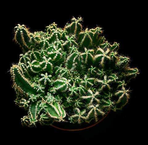 Cereus repandus - lateral, Heesch, Netherlands Lateral indoor macro shot of a cultivated Cereus repandus.
https://www.jungledragon.com/image/106615/cereus_peruvianus_florida_-_2_heesch_netherlands.html
https://www.jungledragon.com/image/106616/cereus_peruvianus_florida_-_3_heesch_netherlands.html Cereus repandus,Peruvian Apple Cactus