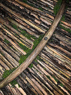 Twisted moss on bird feeder, Heesch, Netherlands https://www.jungledragon.com/image/106640/twisted_moss_closeup_heesch_netherlands.html Fall,Geotagged,Netherlands,Tortula ruralis,Twisted moss