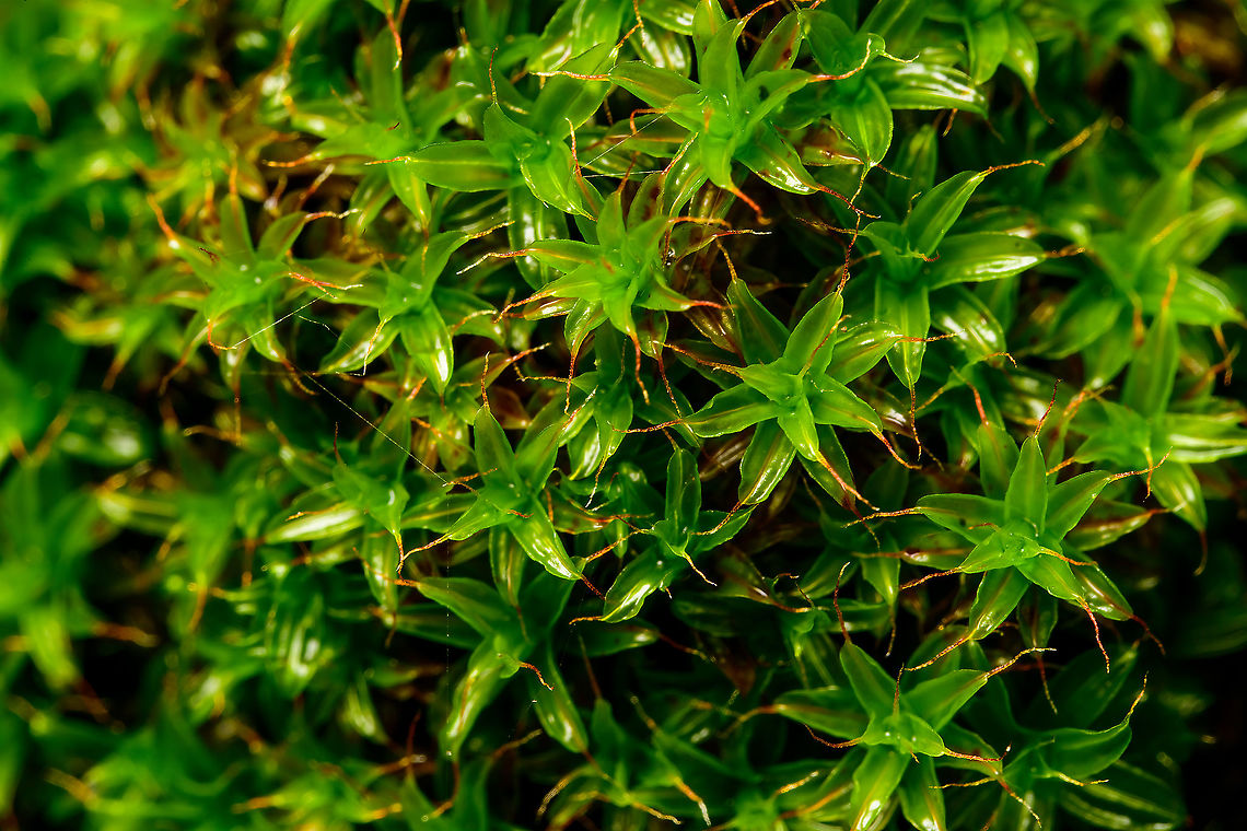 Twisted moss closeup, Heesch, Netherlands Extreme macro closeup of the leaves and glass hairs of this moss. To given an idea of its size to the naked eye:<br />
<figure class="photo"><a href="https://www.jungledragon.com/image/106639/twisted_moss_on_bird_feeder_heesch_netherlands.html" title="Twisted moss on bird feeder, Heesch, Netherlands"><img src="https://s3.amazonaws.com/media.jungledragon.com/images/2/106639_thumb.jpg?AWSAccessKeyId=05GMT0V3GWVNE7GGM1R2&Expires=1759968010&Signature=Tn9TBm4FLTobdPPqLYidPIhRHEw%3D" width="114" height="152" alt="Twisted moss on bird feeder, Heesch, Netherlands https://www.jungledragon.com/image/106640/twisted_moss_closeup_heesch_netherlands.html Fall,Geotagged,Netherlands,Tortula ruralis,Twisted moss" /></a></figure><br />
It&#039;s similar to this earlier shot:<br />
<br />
<figure class="photo"><a href="https://www.jungledragon.com/image/106009/syntrichia_ruralis_springtails_heesch_netherlands.html" title="Syntrichia ruralis + springtails, Heesch, Netherlands"><img src="https://s3.amazonaws.com/media.jungledragon.com/images/2/106009_thumb.jpg?AWSAccessKeyId=05GMT0V3GWVNE7GGM1R2&Expires=1759968010&Signature=A0Oyi2Ao0sNaXqGEe08j62pCRtM%3D" width="200" height="156" alt="Syntrichia ruralis + springtails, Heesch, Netherlands This scene too has 2 &quot;hidden&quot; springtails in it. I swear, I wasn&#039;t even trying. <br />
<br />
ID tentative. The dutch name &quot;Little dune star&quot; led me to believe this can&#039;t be the species, as it&#039;s described to grow on sand/dunes. I live nowhere near that, and this cluster is even growing on dead wood (our bird feeder). Still I keep coming back to this species ID, so hope it is correct. Example of a reference:<br />
https://waarneming.nl/photos/32494917/<br />
<br />
Most interesting part are the long &quot;glass hairs&quot;, which are typically white yet there are examples of more orange ones (unless those are misidentified). The purpose of these hairs is to reflect sunlight, protecting the moss from drying out. Hardly needed currently, we haven&#039;t had a dry day in 6 weeks. Tortula ruralis,Twisted moss" /></a></figure><br />
...yet this one is taken indoors, with lower ISO, and some better focus control. Extreme Macro,Tortula ruralis,Twisted moss