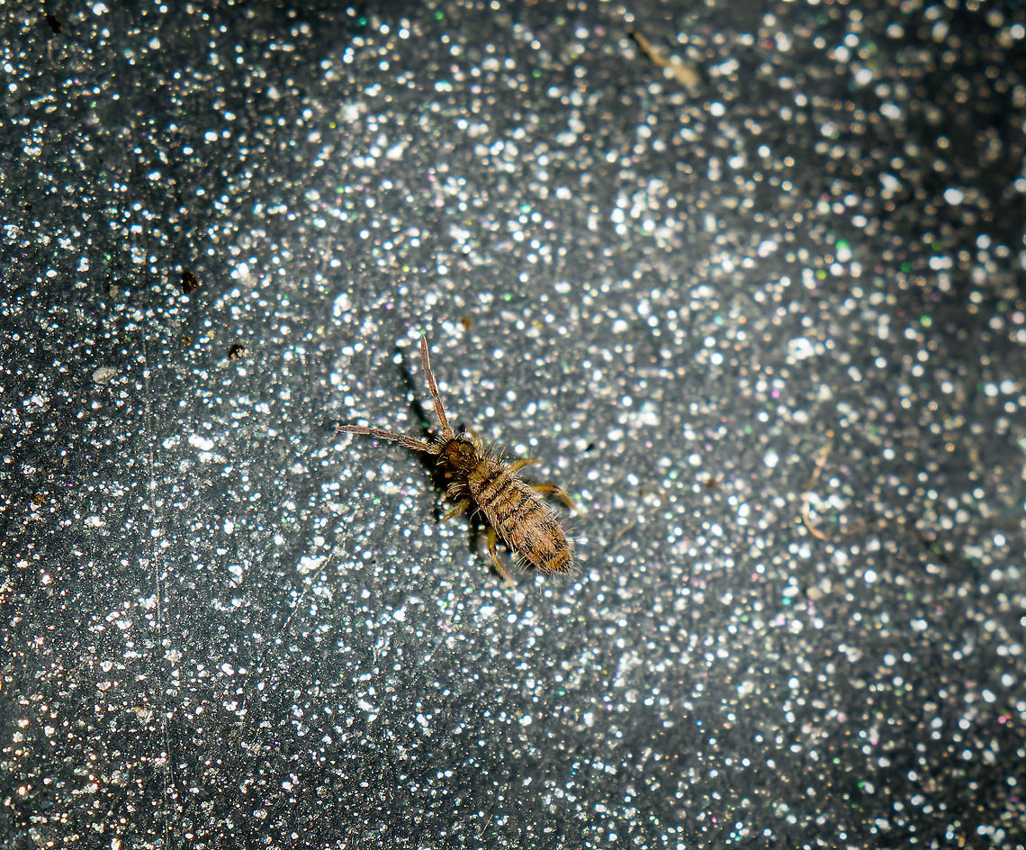 Entomobrya multifasciata, Heesch, Netherlands This is a the start of a small set produced a few weeks ago. I used a shallow metal tray to collect some live insects from a bush in the garden, simply by shaking it. A common technique used by entomologists yet I&#039;ve only recently learned about it:<br />
<figure class="photo"><a href="https://www.jungledragon.com/image/105252/dicyrtoma_dorsosignata_specimen_netherlands.html" title="Dicyrtoma dorsosignata (specimen), Netherlands"><img src="https://s3.amazonaws.com/media.jungledragon.com/images/2/105252_thumb.jpg?AWSAccessKeyId=05GMT0V3GWVNE7GGM1R2&Expires=1767225610&Signature=NyUmDVJtRdkeR9xh1WEqneyLB%2FU%3D" width="68" height="152" alt="Dicyrtoma dorsosignata (specimen), Netherlands Last week, I accidentally documented a springtail species never reported before in the Netherlands:<br />
https://www.jungledragon.com/image/104964/dicyrtoma_dorsosignata_heesch_netherlands.html<br />
The species was identified as Dicyrtoma dorsosignata by Frans Janssens (https://www.collembola.org/). Frans passed on the observation to Matty Berg. Matty is a professor at the Vrije Universiteit Van Amsterdam, and the leading expert on soil fauna and specifically springtails in the Netherlands. In a recent interview, when asked who else is structurally finding, identifying and researching springtails: &quot;It&#039;s just me&quot;.<br />
<br />
Whilst Matty agreed with Frans&#039; species ID based on my photo, he still wanted to formalize it as a new addition to dutch fauna by trying to collect a specimen. As I had no idea that it was a special observation during the photography, I had returned the live specimen to the garden. <br />
<br />
Last Saturday, Matty came to our home, to try and find a fresh specimen. This post discusses results and is written in honor of his work.<br />
<br />
One thing I was eager to learn is how he finds and collects specimens. It turns out to be simple, yet innovative and extremely effective. A large white tray is used to catch them, the white being a useful contrast to see the subjects. Method 1 to fill the tray is to heavily shake plants and bushes whilst keeping the tray under it. Method 2 places piles of dry/rotting leafs from the lawn on a filter, and then shaking the filter heavily, so that the subjects fall in the tray beneath.<br />
<br />
As I saw the tray filling up, I cringed at how I didn&#039;t think of this earlier. We&#039;re in an urban garden, in December, yet there&#039;s tons of stuff in the tray. Springtails, but also spiders, crickets, net-winged insects, all kinds of stuff I wasn&#039;t expecting. The method is so obvious in hindsight, as it is obvious that I&#039;m not an entomologist. The only thing against this method is that it&#039;s disruptive, it displaces almost anything living on the plant. This makes sense for the purpose of research, which needs to be effective, yet for photography subject selection I probably would be a bit more selective.<br />
<br />
The next part is innovative. Each time a tray was inspected, we&#039;d typically find many springtails, yet only 3-5 globular springtails, which is what the target was. How do you collect such a tiny creature? Here&#039;s how:<br />
<br />
https://images3.persgroep.net/rcs/jxLctFq3qZQAa1KomxU5uw9JVwk/diocontent/69958945/_crop/0/0/293/298/_fitwidth/763?appId=93a17a8fd81db0de025c8abd1cca1279&amp;quality=0.8<br />
<br />
With this self-made air tube, Matty gently sucks at the end of the tube in his mouth. On the other end of the tube is a small compartment, where they get stuck. Simple as it is, it is a very fast and touch-free way to isolate a springtail without damaging it. When the compartment is full, it&#039;s placed in a test tube.<br />
<br />
Surprisingly, no magnification tools are used at all, not even a magnifying glass. Just from the creature&#039;s profile and the way it mildly shines in daylight, Matty has a pretty good idea of what it is. A sign of experience. The above process was repeated for some 90 minutes. Matty was to do actual detailed inspection of the specimens collected back home, using a microscope. One day after his visit, he sent me this:<br />
<br />
Orchesella cincta: 13<br />
Orchesella villosa: 1<br />
Pogonognathellus flavesecens: 1<br />
Entomobrya multifasciata: 145<br />
Heteromurus major: 5<br />
Isotomurus maculatus: 2<br />
Sminthurinus elegans: 2<br />
Sminthurinus alpinus : 1<br />
Parisotoma notabilis: 5<br />
Proisotoma minuta: 1<br />
Entomobrya lanuginosa: 1<br />
Dicyrtomina ornata: 132<br />
Dicyrtomina saundersi: 43<br />
Dicyrtoma fusca: 11<br />
Dicyrtoma dorsosignata: 1<br />
<br />
This is next level trolling. So, out of 364 springtails collected, just bloody ONE is Dicyrtoma dorsosignata. And it&#039;s at the end of the list. What a cliffhanger. <br />
<br />
These microscope photos are by Matty, published with his permission. Note that I increased the contrast. They show different angles of the single Dicyrtoma dorsosignata specimen. Whilst I don&#039;t yet understand the key system, apparently the closeup of the furca shows characteristics unique to Dicyrtoma dorsosignata.<br />
<br />
And that closes this chapter. It&#039;s been fun and educational, gratitude to Frans, Matty and Arp for their help, education and excitement.  Dicyrtoma dorsosignata" /></a></figure><br />
The purpose in this case was photography, not research. I took the tray inside and basically tried to photograph anything living, with a particular interest in springtails. It was tons of fun, as well as time consuming and tedious.<br />
<br />
This first species is Entomobrya multifasciata, which in the investigation done by Matty Berg (see above post) seems very numerous in our garden, with 145 specimens found.<br />
<br />
As this was the beginning of my session, I was first having a go with my new 2:1 macro lens. Which is fine for some subjects in the tray, yet not enough magnification for the truly tiny critters. So this is a bit of a lucky 2:1 shot, extremely deeply cropped. Entomobrya multifasciata,Extreme Macro