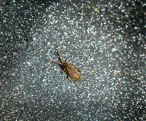 Entomobrya multifasciata, Heesch, Netherlands This is a the start of a small set produced a few weeks ago. I used a shallow metal tray to collect some live insects from a bush in the garden, simply by shaking it. A common technique used by entomologists yet I've only recently learned about it:
https://www.jungledragon.com/image/105252/dicyrtoma_dorsosignata_specimen_netherlands.html
The purpose in this case was photography, not research. I took the tray inside and basically tried to photograph anything living, with a particular interest in springtails. It was tons of fun, as well as time consuming and tedious.

This first species is Entomobrya multifasciata, which in the investigation done by Matty Berg (see above post) seems very numerous in our garden, with 145 specimens found.

As this was the beginning of my session, I was first having a go with my new 2:1 macro lens. Which is fine for some subjects in the tray, yet not enough magnification for the truly tiny critters. So this is a bit of a lucky 2:1 shot, extremely deeply cropped. Entomobrya multifasciata,Extreme Macro