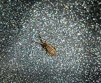 Entomobrya multifasciata, Heesch, Netherlands This is a the start of a small set produced a few weeks ago. I used a shallow metal tray to collect some live insects from a bush in the garden, simply by shaking it. A common technique used by entomologists yet I've only recently learned about it:<br />
https://www.jungledragon.com/image/105252/dicyrtoma_dorsosignata_specimen_netherlands.html<br />
The purpose in this case was photography, not research. I took the tray inside and basically tried to photograph anything living, with a particular interest in springtails. It was tons of fun, as well as time consuming and tedious.<br />
<br />
This first species is Entomobrya multifasciata, which in the investigation done by Matty Berg (see above post) seems very numerous in our garden, with 145 specimens found.<br />
<br />
As this was the beginning of my session, I was first having a go with my new 2:1 macro lens. Which is fine for some subjects in the tray, yet not enough magnification for the truly tiny critters. So this is a bit of a lucky 2:1 shot, extremely deeply cropped. Entomobrya multifasciata,Extreme Macro