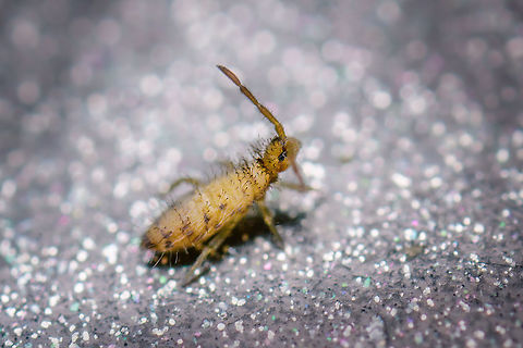 Entomobrya multifasciata - side view, Heesch, Netherlands If I recall the session correctly, this is the same individual as here:
https://www.jungledragon.com/image/106687/entomobrya_multifasciata_heesch_netherlands.html
From a different angle, at higher magnification, somewhat cropped. Entomobrya multifasciata,Extreme Macro