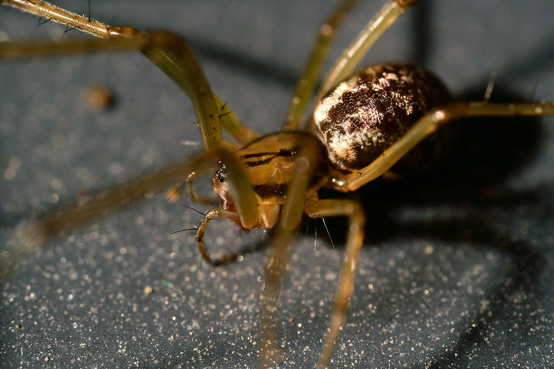 Linyphia triangularis macro, Heesch, Netherlands The tray I used to collect bugs from the garden had a mix of stuff, most tiny. So you try to get your eyes into the mode of searching and focusing on 1mm subjects. Until a creature 20-30 times that size runs into your viewfinder at great speed. Keeps you awake.<br />
<figure class="photo"><a href="https://www.jungledragon.com/image/106882/linyphia_triangularis_macro_-_frontal_heesch_netherlands.html" title="Linyphia triangularis macro - frontal, Heesch, Netherlands"><img src="https://s3.amazonaws.com/media.jungledragon.com/images/2/106882_thumb.jpg?AWSAccessKeyId=05GMT0V3GWVNE7GGM1R2&Expires=1759968010&Signature=8Uf7fY8gryZ1xKwwB81GH8xcp00%3D" width="200" height="134" alt="Linyphia triangularis macro - frontal, Heesch, Netherlands This is a single shot 5:1 macro. Note the fork-like stripe on the head and leaf-like pattern on the abdomen.<br />
<br />
Some technical notes on camera settings may be worthwhile to share, as they are extreme. When you go beyond 1:1 macro, the concept of effective aperture applies:<br />
<br />
Effective aperture = Lens Aperture x (1 + Magnification)<br />
<br />
This shot uses f/5.6 (ignore EXIF, this lens does not report it), leading to: 5.6 x 6 = f/33. <br />
<br />
f/33 in itself means the aperture is so tiny that virtually no light comes into the lens at all. Now look at the fast shutter speed (1/500s) and take 1/500th of almost nothing. With no amplification, as ISO is at 64, can't go lower. <br />
<br />
The amount of light to add to give back any meaningful exposure in these extreme settings is to output my flash at near 100% power. Which is a heavy duty speedlight that lights up a forest at night up to about 20m away. Yet is now outputting that amount directly next to my face. Not even looking away with eyes closed helps, you can see the inside of your eyes when it triggers.<br />
<br />
So this is close to the edge of what is possible with my gear. Probably I should sacrifice the ISO to come to more reasonable flash output. I can't really sacrifice the shutter speed much, as 5:1 handheld means I move a LOT. <br />
<br />
I'm investing in some support systems to combat that though, but it's still to be delivered. Common Sheetweb Spider,Extreme Macro,Linyphia triangularis" /></a></figure> Common Sheetweb Spider,Extreme Macro,Linyphia triangularis