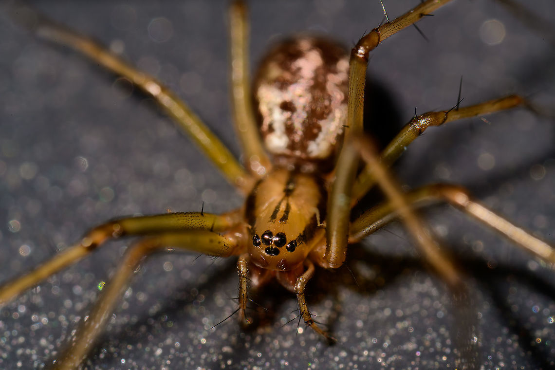 Linyphia triangularis macro - frontal, Heesch, Netherlands This is a single shot 5:1 macro. Note the fork-like stripe on the head and leaf-like pattern on the abdomen.<br />
<br />
Some technical notes on camera settings may be worthwhile to share, as they are extreme. When you go beyond 1:1 macro, the concept of effective aperture applies:<br />
<br />
Effective aperture = Lens Aperture x (1 + Magnification)<br />
<br />
This shot uses f/5.6 (ignore EXIF, this lens does not report it), leading to: 5.6 x 6 = f/33. <br />
<br />
f/33 in itself means the aperture is so tiny that virtually no light comes into the lens at all. Now look at the fast shutter speed (1/500s) and take 1/500th of almost nothing. With no amplification, as ISO is at 64, can&#039;t go lower. <br />
<br />
The amount of light to add to give back any meaningful exposure in these extreme settings is to output my flash at near 100% power. Which is a heavy duty speedlight that lights up a forest at night up to about 20m away. Yet is now outputting that amount directly next to my face. Not even looking away with eyes closed helps, you can see the inside of your eyes when it triggers.<br />
<br />
So this is close to the edge of what is possible with my gear. Probably I should sacrifice the ISO to come to more reasonable flash output. I can&#039;t really sacrifice the shutter speed much, as 5:1 handheld means I move a LOT. <br />
<br />
I&#039;m investing in some support systems to combat that though, but it&#039;s still to be delivered. Common Sheetweb Spider,Extreme Macro,Linyphia triangularis