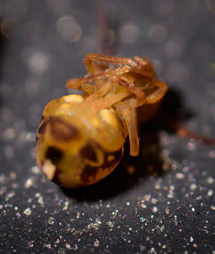 Dicyrtomina ornata - Furcula, Heesch, Netherlands The tray I used to collect some bugs from the garden is not great. As it&#039;s metal, it&#039;s reflective but also slippery. Most insects in the tray had no issue with the smooth surface yet the springtails struggled a lot. Their tiny pointy feet can&#039;t find grip, so I found several on their back. Then getting back up, and tipping over again.<br />
<br />
I figured to use this somewhat ruined shot to point out the Furcula, clearly visible here. It&#039;s the fork-like appendage in between the legs, used to catapult themselves away when under threat. It&#039;s a mechanism used very selectively, as the trajectory of the jump is entirely random. Dicyrtomina ornata