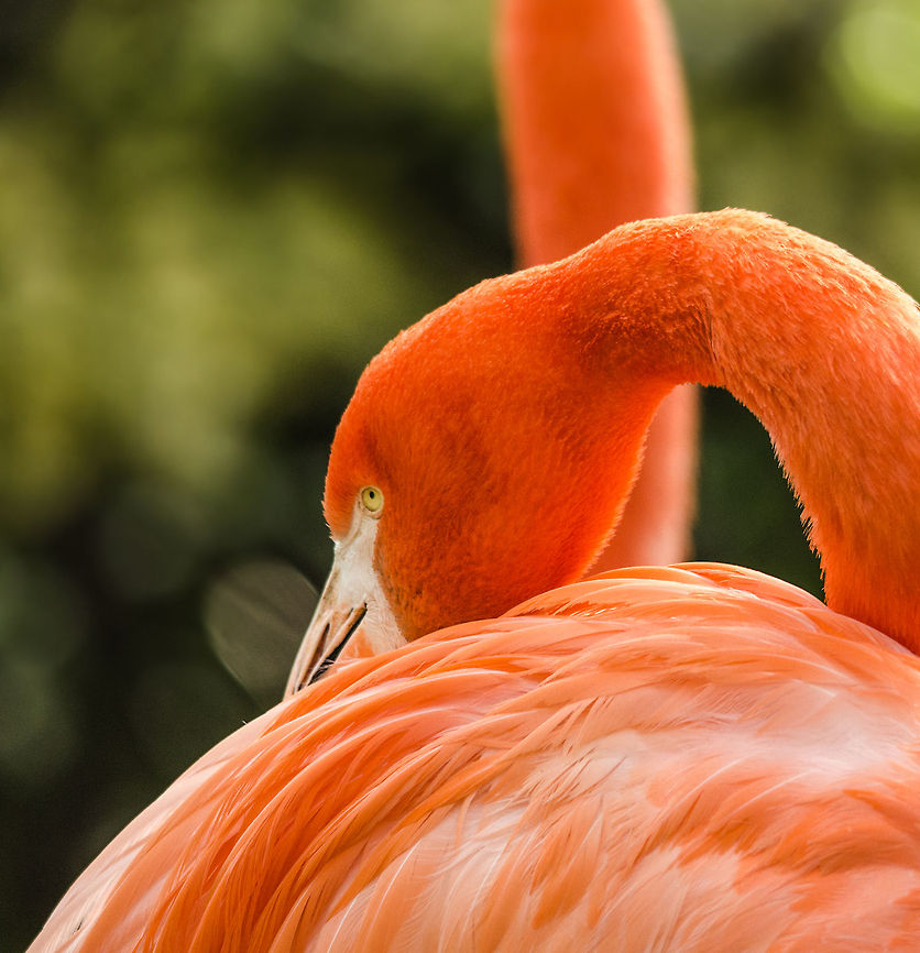 American Flamingo closeup at Antwerpen zoo  American Flamingo,Antwerpen,Phoenicopterus ruber