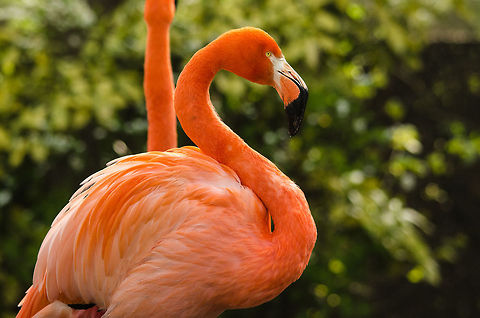 American Flamingo at Antwerpen zoo  American Flamingo,Antwerpen,Phoenicopterus ruber