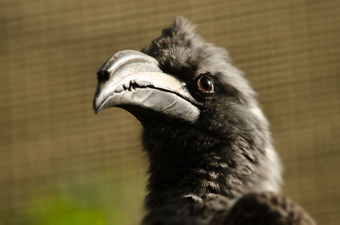 African Grey Hornbill at Antwerpen zoo  African Grey Hornbill,Antwerpen,Tockus nasutus