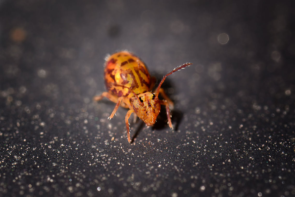 Dicyrtomina ornata - frontal, Heesch, Netherlands I&#039;m assuming this is Dicyrtomina ornata, the single color antennae differentiate it from Dicyrtomina saundersi.<br />
<figure class="photo"><a href="https://www.jungledragon.com/image/107012/dicyrtomina_ornata_-_side_view_heesch_netherlands.html" title="Dicyrtomina ornata - side view, Heesch, Netherlands"><img src="https://s3.amazonaws.com/media.jungledragon.com/images/2/107012_thumb.jpg?AWSAccessKeyId=05GMT0V3GWVNE7GGM1R2&Expires=1767225610&Signature=83Ubkt76hjU%2B%2Bew83IYy3NCAumw%3D" width="200" height="134" alt="Dicyrtomina ornata - side view, Heesch, Netherlands I&#039;m assuming this is Dicyrtomina ornata, the single color antennae differentiate it from Dicyrtomina saundersi.<br />
https://www.jungledragon.com/image/107011/dicyrtomina_ornata_-_frontal_heesch_netherlands.html Dicyrtomina ornata,Extreme Macro" /></a></figure> Dicyrtomina ornata,Extreme Macro
