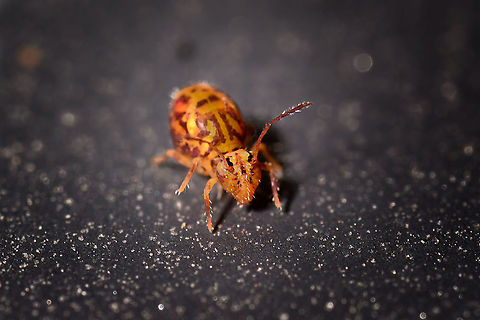 Dicyrtomina ornata - frontal, Heesch, Netherlands I'm assuming this is Dicyrtomina ornata, the single color antennae differentiate it from Dicyrtomina saundersi.
https://www.jungledragon.com/image/107012/dicyrtomina_ornata_-_side_view_heesch_netherlands.html Dicyrtomina ornata,Extreme Macro