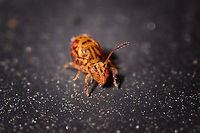 Dicyrtomina ornata - frontal, Heesch, Netherlands I'm assuming this is Dicyrtomina ornata, the single color antennae differentiate it from Dicyrtomina saundersi.<br />
https://www.jungledragon.com/image/107012/dicyrtomina_ornata_-_side_view_heesch_netherlands.html Dicyrtomina ornata,Extreme Macro