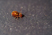Dicyrtomina ornata - side view, Heesch, Netherlands I'm assuming this is Dicyrtomina ornata, the single color antennae differentiate it from Dicyrtomina saundersi.<br />
https://www.jungledragon.com/image/107011/dicyrtomina_ornata_-_frontal_heesch_netherlands.html Dicyrtomina ornata,Extreme Macro